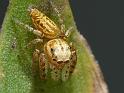 Opisthoncus_ZZXYX_D6535_Z_87_Brisbane_Australie