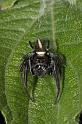 Opisthoncus_mordax_D2608_Z_86_-_Australie
