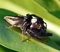 Opisthoncus_mordax_D6239_Z_84_Brisbane_Australie