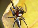 Opisthoncus_mordax_D6620_Z_86_Brisbane_Australie
