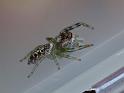 Opisthoncus_mordax_D6840_Z_89_Brisbane_Australie