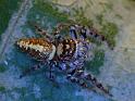 Opisthoncus_parcedentatus_D6409_Z_88_Brisbane_Australie