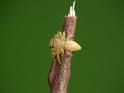 Opisthoncus_parcedentatus_D6507_Z_87_Brisbane_Australie