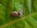 Opisthoncus_parcedentatus_D6524_Z_85_Brisbane_Australie