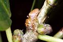 Opisthoncus_parcedentatus_F0621_Z_80_Emerald-Clermont_Australie