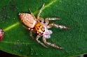 Opisthoncus_parcedentatus_F0622_Z_90_Emerald-Clermont_Australie