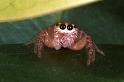 Opisthoncus_parcedentatus_RF0258_O_75_Emerald-Clermont_Australie
