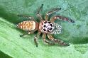 Opisthoncus_polyphemus_F0499_O_90_Brisbane_Australie