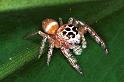 Opisthoncus_polyphemus_RF0128_O_84_Brisbane_Australie