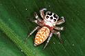 Opisthoncus_polyphemus_RF0129_O_85_Brisbane_Australie