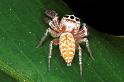 Opisthoncus_polyphemus_RF0130_O_83_Brisbane_Australie