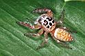 Opisthoncus_polyphemus_RF0131_O_90_Brisbane_Australie