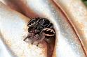 Pellenes_arcigerus_F0982_Z_86_Guzargues_Frankrijk