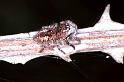 Philaeus_chrysops_F1009_Z_78_Viols-en-Laval_Frankrijk