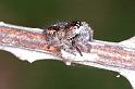 Philaeus_chrysops_F1011_Z_81_Viols-en-Laval_Frankrijk