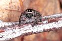 Philaeus_chrysops_F1012_Z_85_Viols-en-Laval_Frankrijk