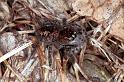 Philaeus_chrysops_F1015_Z_78_Viols-en-Laval_Frankrijk