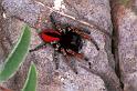 Philaeus_chrysops_F1085_Z_83_Saint-Etienne-de-Gourgas_Frankrijk