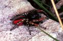 Philaeus_chrysops_F1086_Z_81_Saint-Etienne-de-Gourgas_Frankrijk