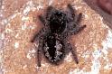Philaeus_chrysops_F1087_Z_88_Saint-Etienne-de-Gourgas_Frankrijk