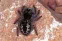 Philaeus_chrysops_F1088_Z_89_Saint-Etienne-de-Gourgas_Frankrijk