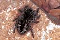 Philaeus_chrysops_F1089_Z_89_Saint-Etienne-de-Gourgas_Frankrijk