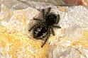 Philaeus_chrysops_F1090_Z_76_Saint-Etienne-de-Gourgas_Frankrijk