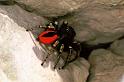 Philaeus_chrysops_F1093_Z_86_Saint-Etienne-de-Gourgas_Frankrijk