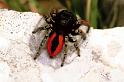 Philaeus_chrysops_F1094_Z_88_Saint-Etienne-de-Gourgas_Frankrijk