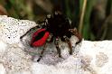 Philaeus_chrysops_F1095_Z_88_Saint-Etienne-de-Gourgas_Frankrijk