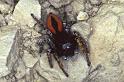 Philaeus_chrysops_P0407_Z_84_Soube_Frankrijk