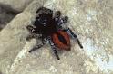 Philaeus_chrysops_P0411_Z_85_Soube_Frankrijk