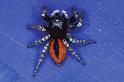 Philaeus_chrysops_P0421_Z_90_Soube_Frankrijk