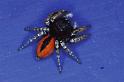Philaeus_chrysops_P0423_Z_90_Soube_Frankrijk