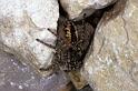 Philaeus_chrysops_P0825_Z_83_Soube_Frankrijk