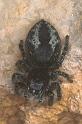 Philaeus_chrysops_P1320_D_76_Aeropoli_Griekenland