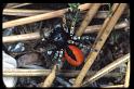 Philaeus_chrysops_RP0521_Z_85_-_Frankrijk