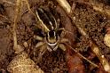 Phlegra_fasciata_P0460_Z_82_Soube_Frankrijk