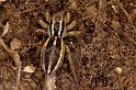 Phlegra_fasciata_P0461_Z_87_Soube_Frankrijk