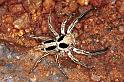Plexippus_petersi_F0734_Z_86_Marabee_Australie
