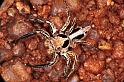 Plexippus_petersi_RF0407_Z_75_Marabee_Australie
