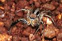 Plexippus_petersi_RF0408_Z_78_Marabee_Australie