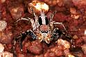Plexippus_petersi_RF0409_Z_78_Marabee_Australie