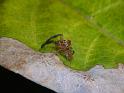 Prostheclina_pallida_D6657_Z_88_Brisbane_Australie