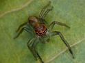Prostheclina_pallida_D6660_Z_87_Brisbane_Australie