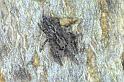 Pseudicius_encarpatus_P0502_Z_90_Soube_Frankrijk