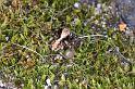 Pseudophrys_lanigera_D3920_Z_89_Badhoevedorp_Nederland