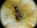 Rhombonotus_gracilis_D6314_Z_82_Brisbane_Australie