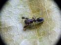 Rhombonotus_gracilis_D6319_Z_83_Brisbane_Australie