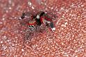 Saitis_barbipes_F0989_Z_80_Soube_Frankrijk